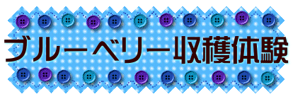 ブルーベリー収穫体験