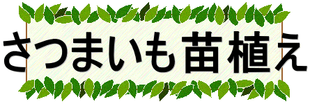 さつまいも苗植え