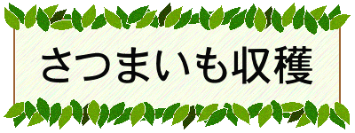 さつまいも収穫