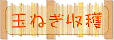 玉ねぎ収穫 