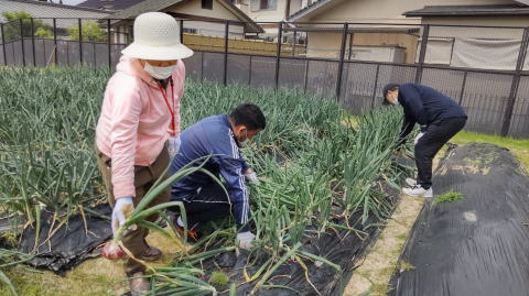 玉ねぎ収穫の写真①