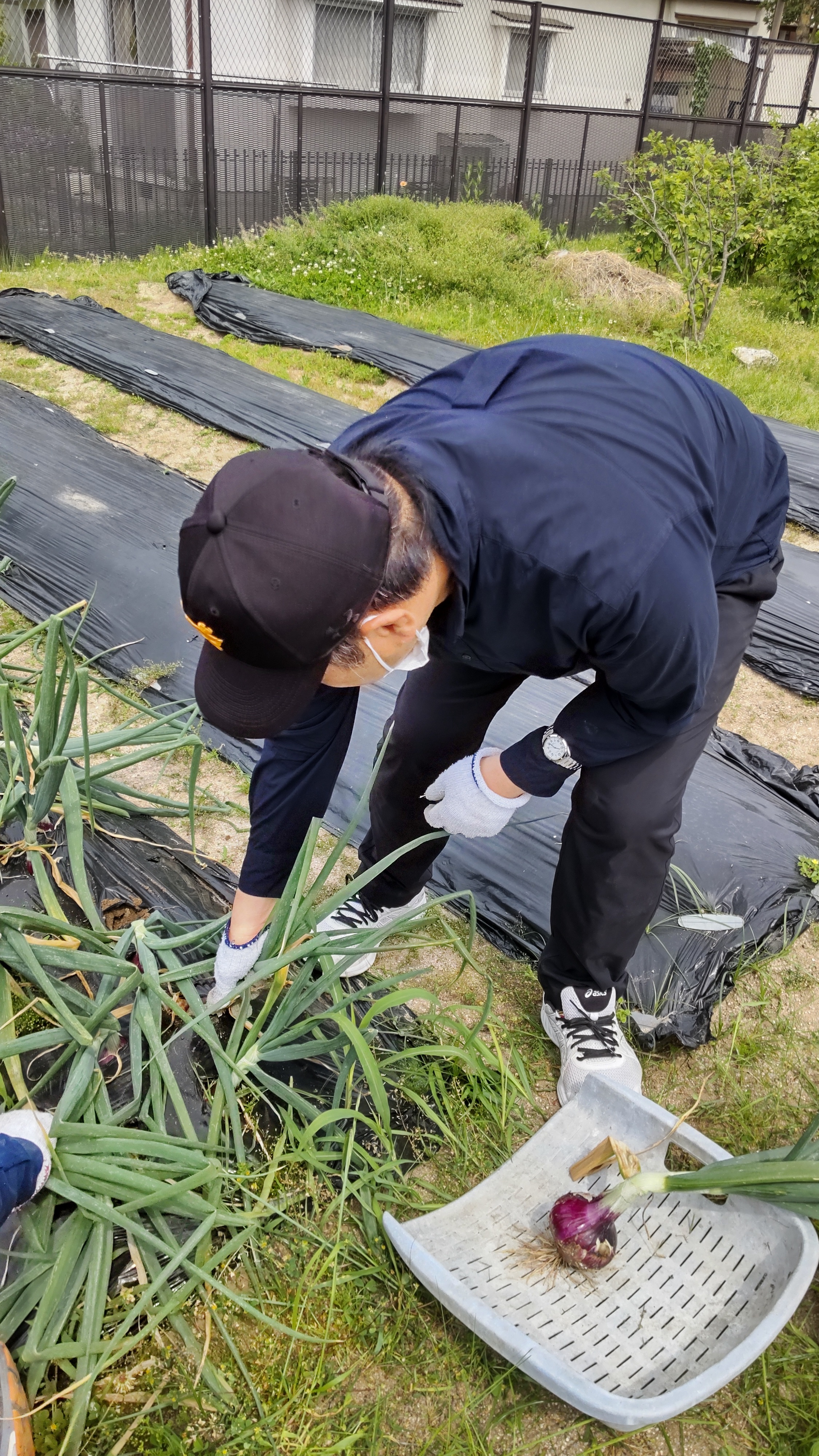 玉ねぎ収穫の写真③