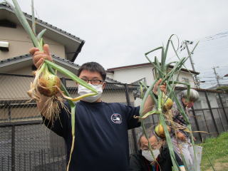 玉ねぎを持ち上げる写真